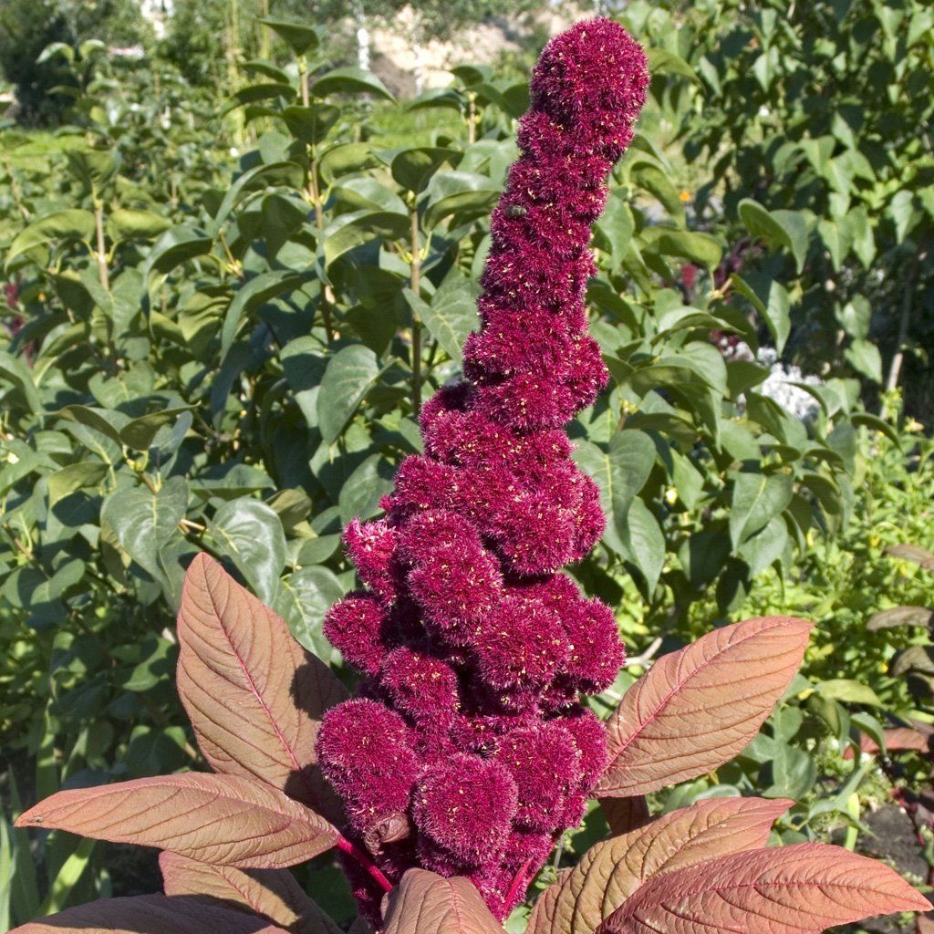 Elephant Head Amaranth - بذور الأمارانث - Local Roots