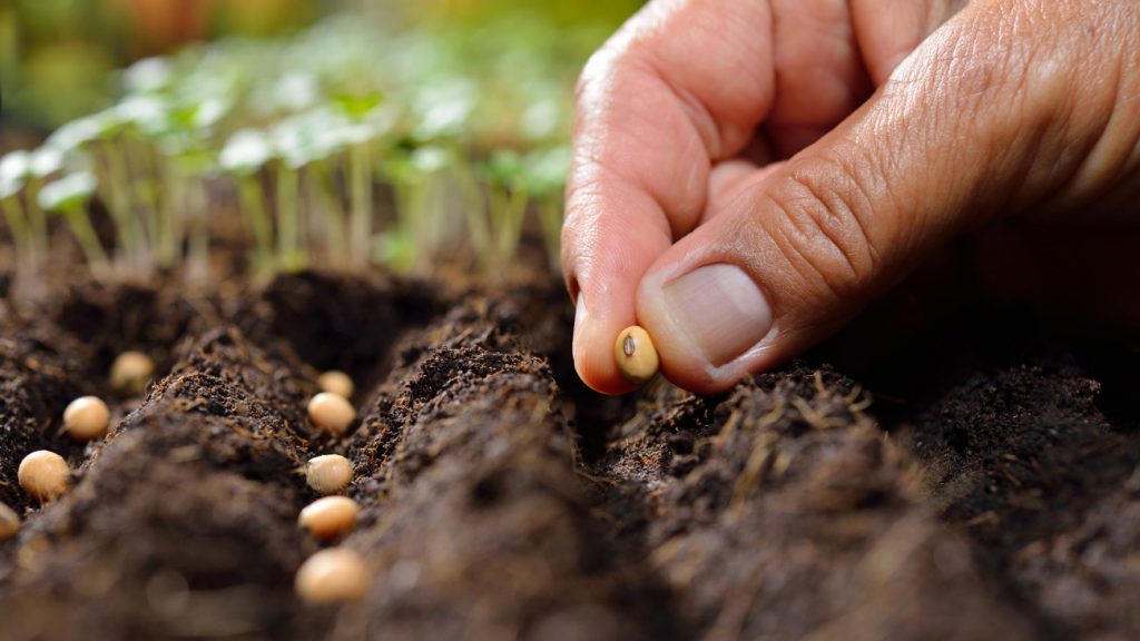 Soil Health in a Hyper-Arid Climate: A Practical Guide for UAE Gardens