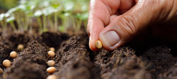 Hand planting a seed into healthy soil, representing soil health practices for UAE gardens