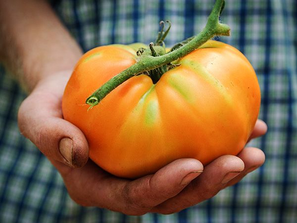 Kellogg's Breakfast Tomato - Local Roots