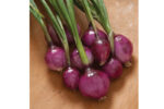 Onion Red Burgundy - MIg - Image 3