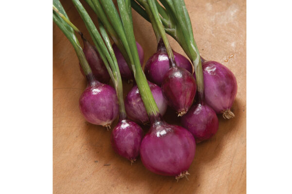 Onion Red Burgundy - MIg - Image 3