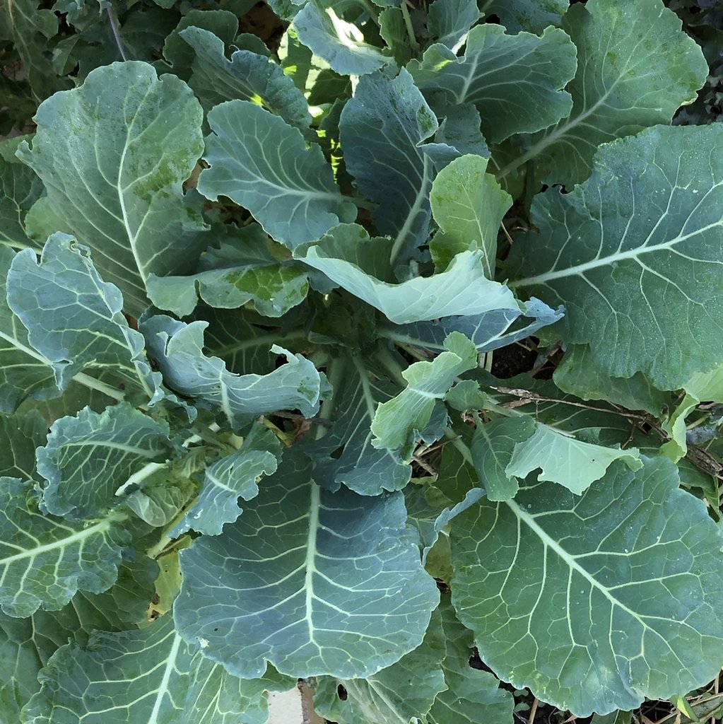 morris-heading-collards-local-roots