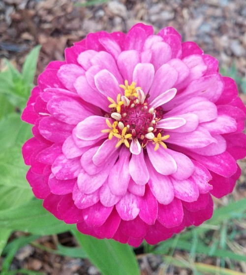 EXQUISITE ZINNIA - Local Roots