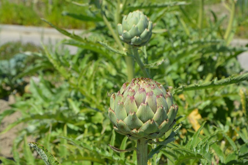 Featured image of post How to Make Colorado Red Artichoke