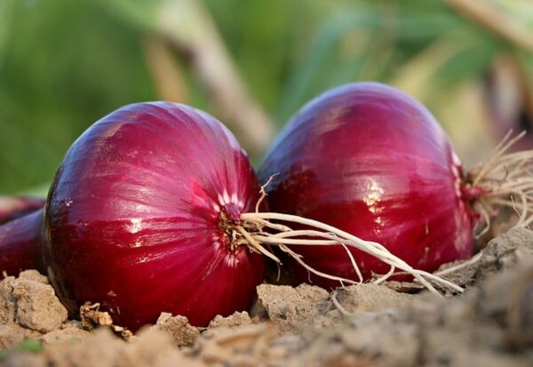 Onion Red Burgundy - MIg - Image 2