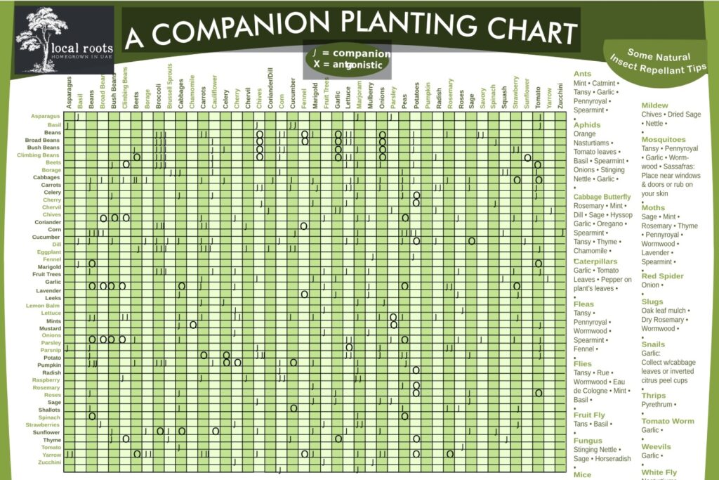 Companion Planting Chart