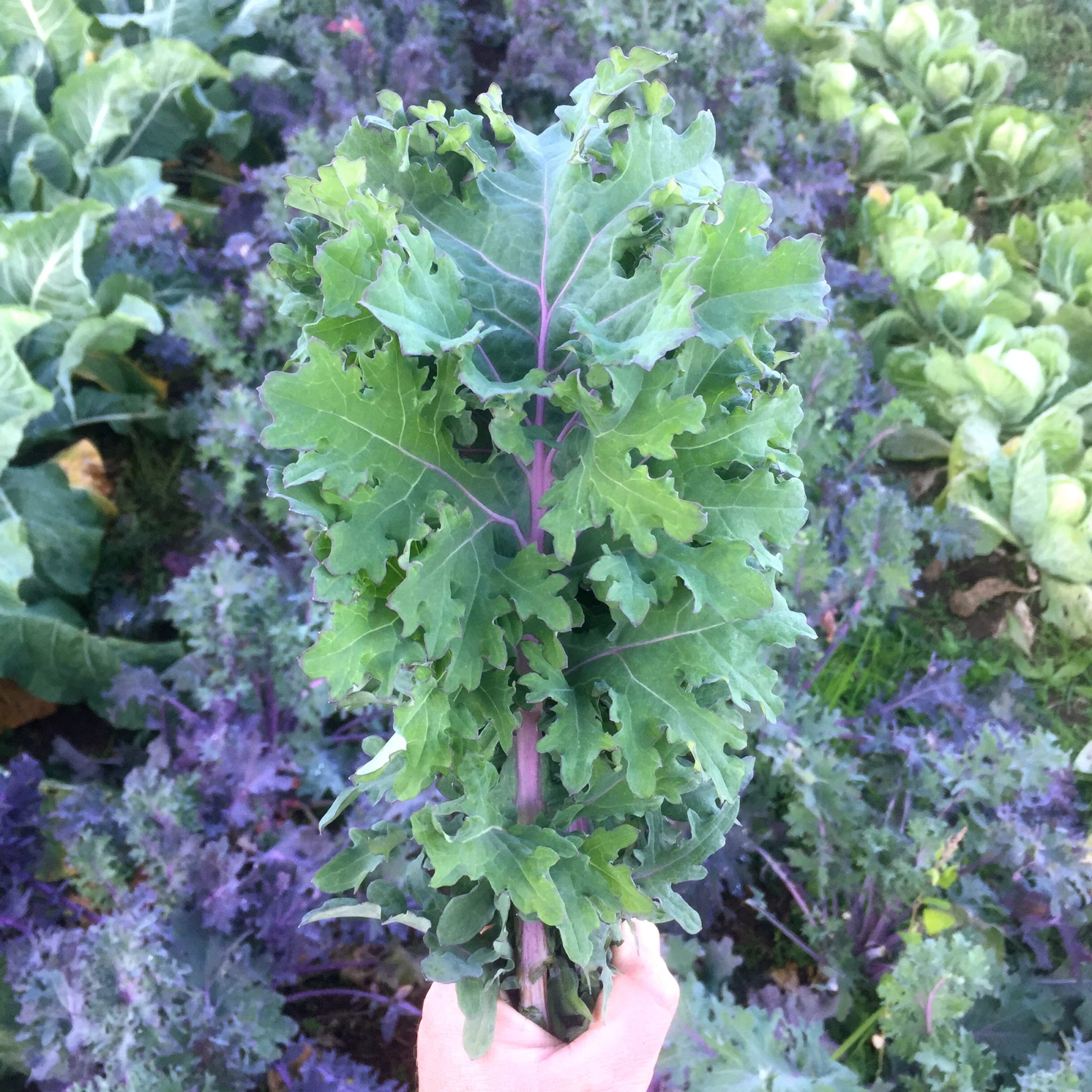 Red-Ursa-Kale-1 Red Russian Kale - MIg - Image 1