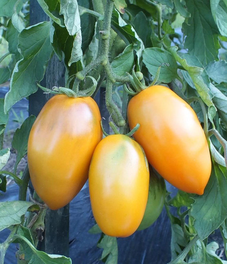 Orange Icicle Tomato - Local Roots