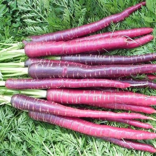 img_0209 Purple Carrot - MIg - Image 1