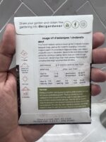 ⁦يقطين السندريلا⁩ - الصورة ⁦2⁩