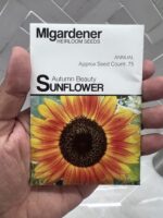Autumn Beauty Sunflower - MIg