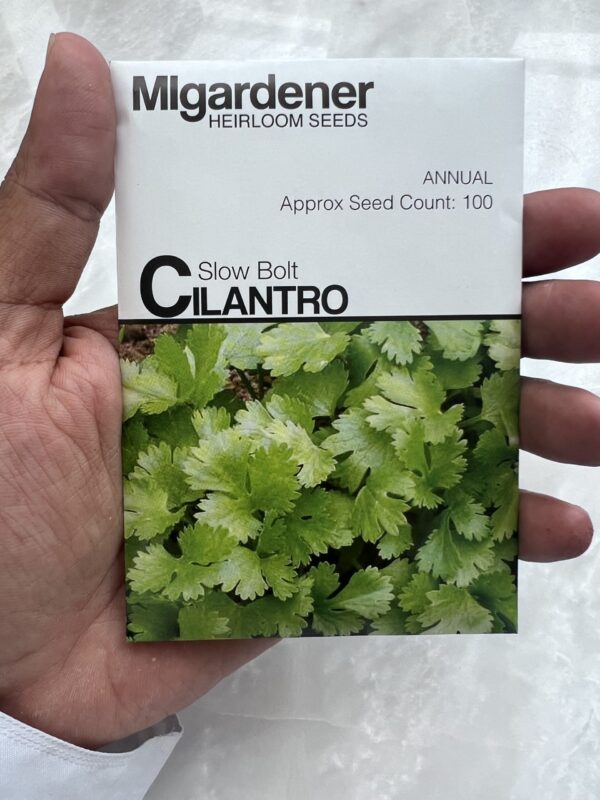 ⁦Cilantro Slow Bolt - بذور الكزبرة - MIg⁩ - الصورة ⁦1⁩