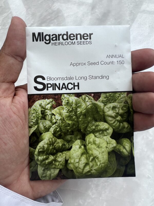 ⁦Bloomsdale Long Standing Spinach - بذور السبانخ - MIg⁩ - الصورة ⁦1⁩