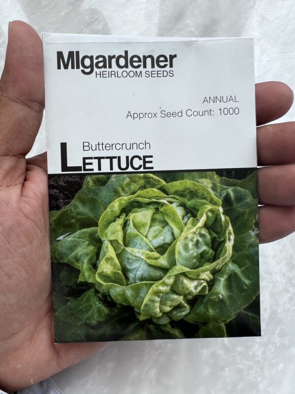 ⁦Lettuce Buttercrunch - بذور الخس - MIg⁩ - الصورة ⁦1⁩