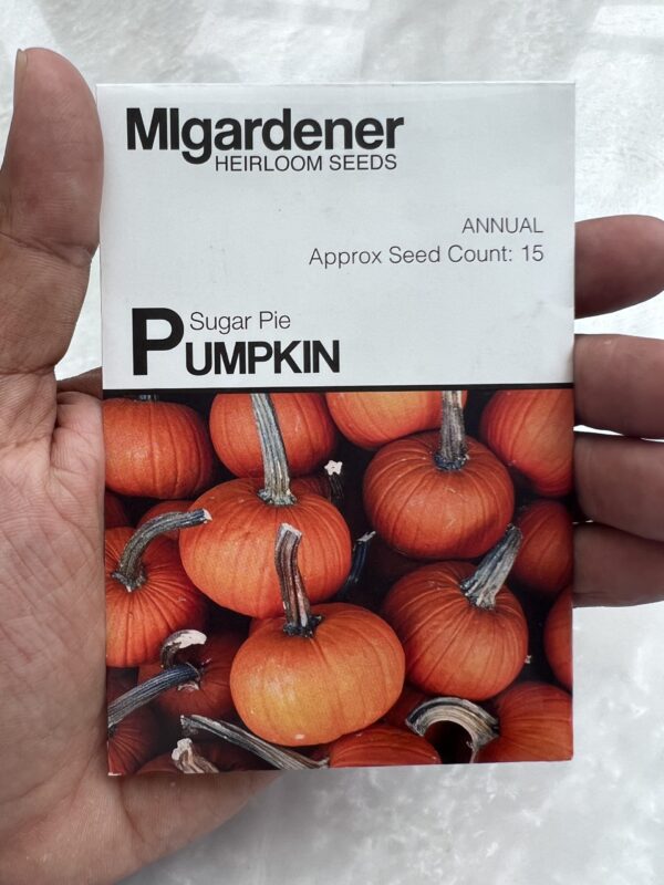 ⁦Sugar Pie Pumpkin - MIg⁩ - الصورة ⁦1⁩