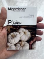 Baby Boo Pumpkin - MIg