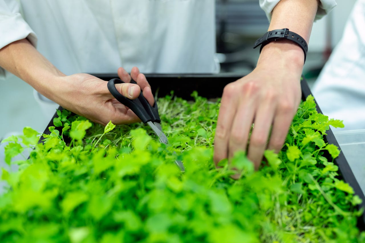 a person cutting the green Coriander