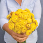 Strawflower Golden Yellow - MIg