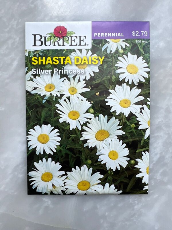 Shasta Daisy Silver Princess - BP - Image 1