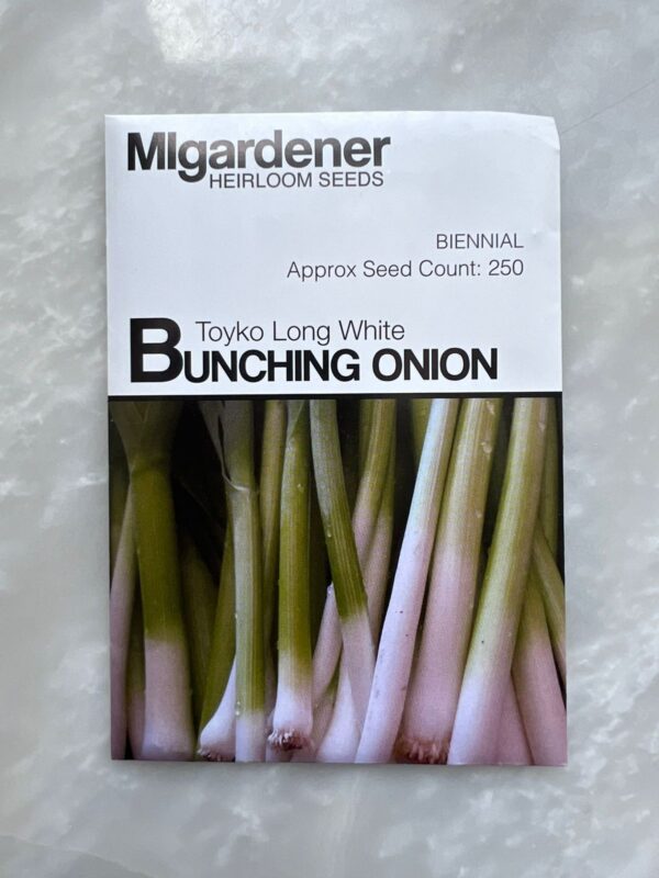 ⁦Onion Bunching Tokyo Long White - MIg⁩ - الصورة ⁦1⁩