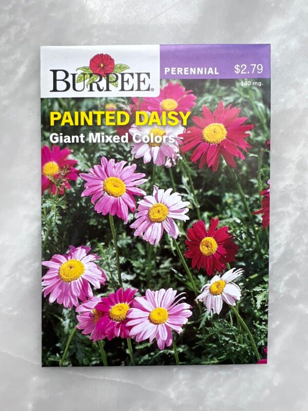 Painted Daisy Giant Mix - BP - Image 1