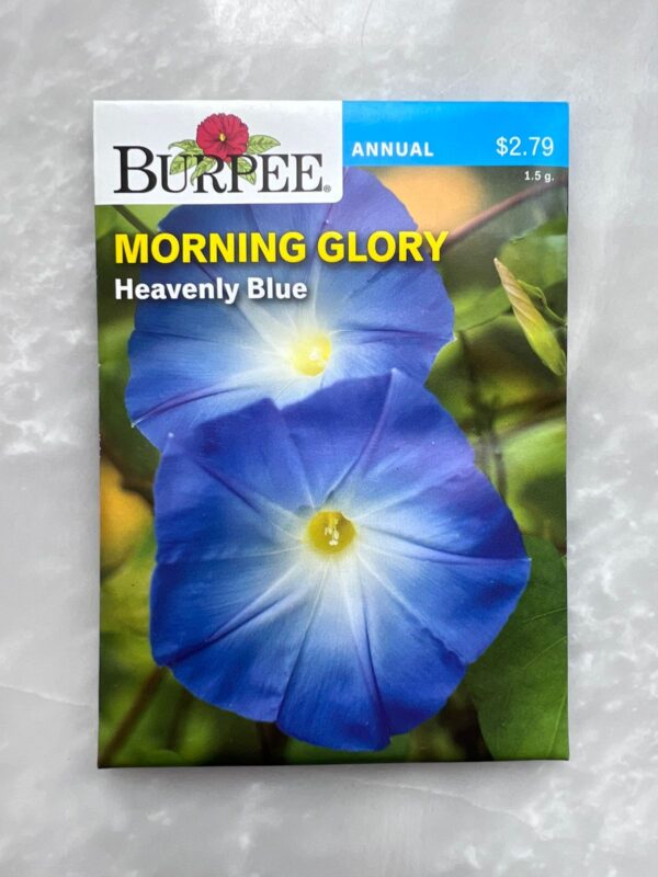 ⁦Morning Glory Heavenly Blue - BP⁩ - الصورة ⁦1⁩