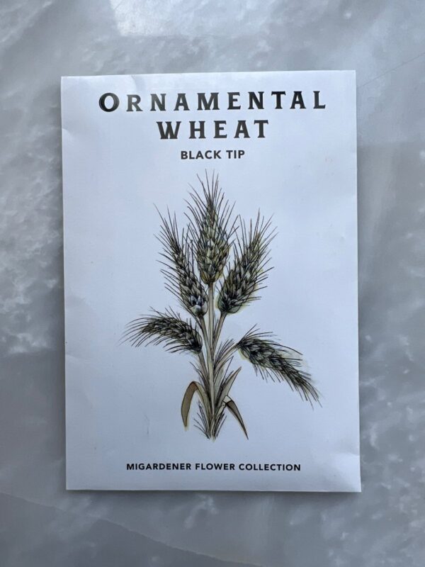 Wheat Black Tip - MIg (Ornamental) - Image 1
