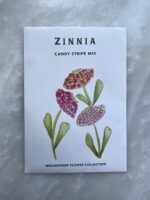 ⁦Candy Stripe Zinnia - MIg⁩ - الصورة ⁦2⁩