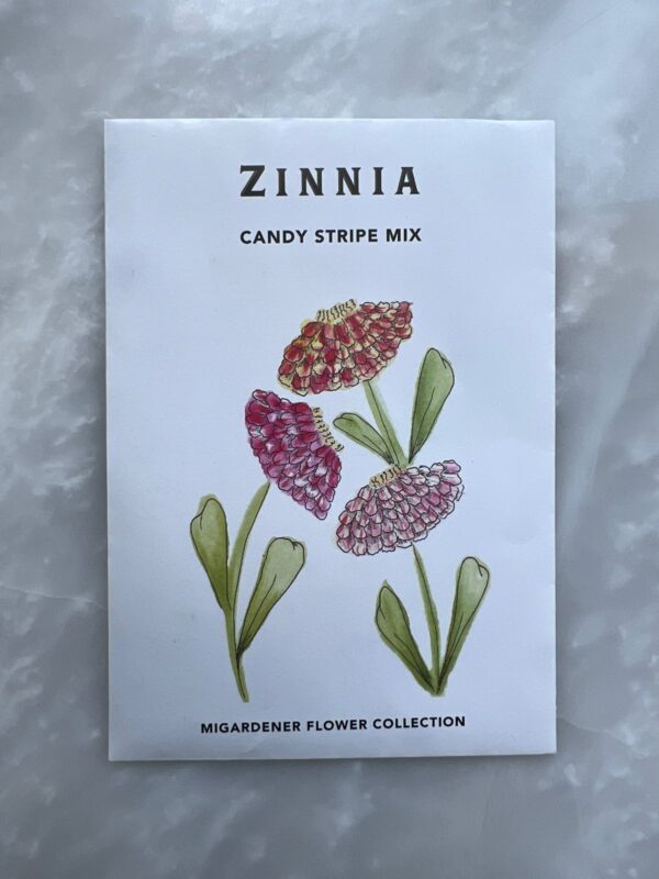 ⁦Candy Stripe Zinnia - MIg⁩ - الصورة ⁦2⁩