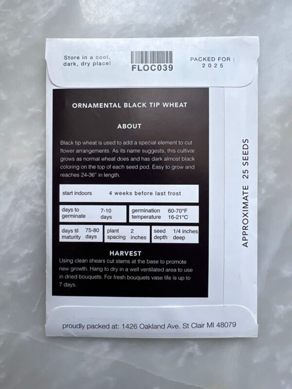 Wheat Black Tip - MIg (Ornamental) - Image 2