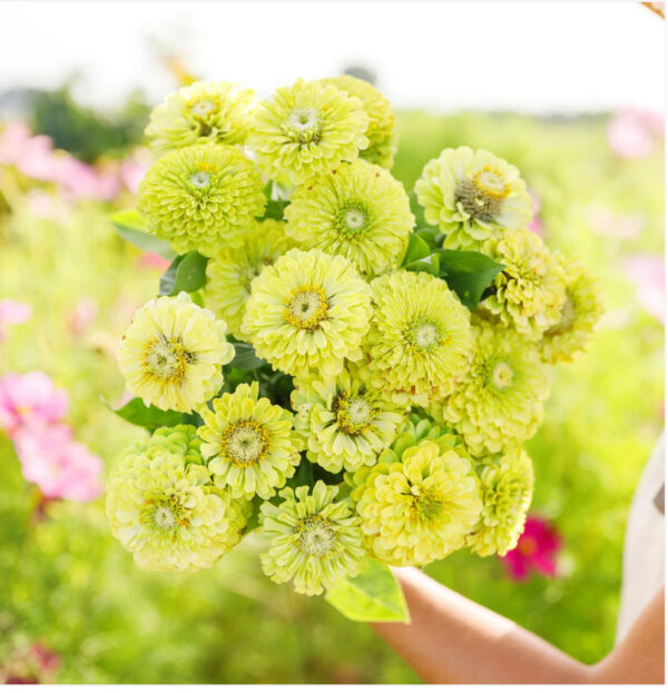⁦Envy (Lime Green) Zinnia - MIg⁩ - الصورة ⁦1⁩