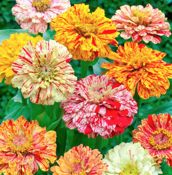 ⁦Candy Stripe Zinnia - MIg⁩ - الصورة ⁦1⁩