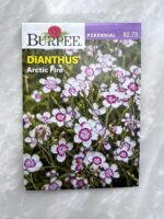 Dianthus Arctic Fire - BP