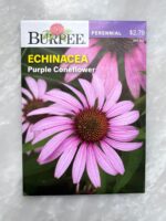 Echinacea Purple Coneflower - BP