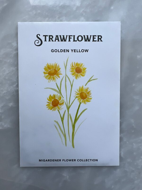 ⁦Strawflower Golden Yellow - MIg⁩ - الصورة ⁦3⁩