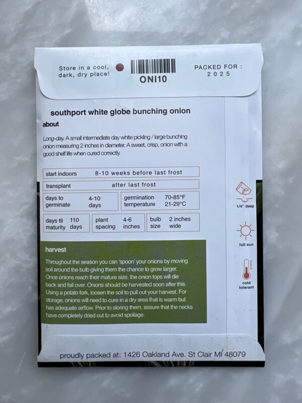 ⁦Onion Southport White Globe - MIg⁩ - الصورة ⁦2⁩