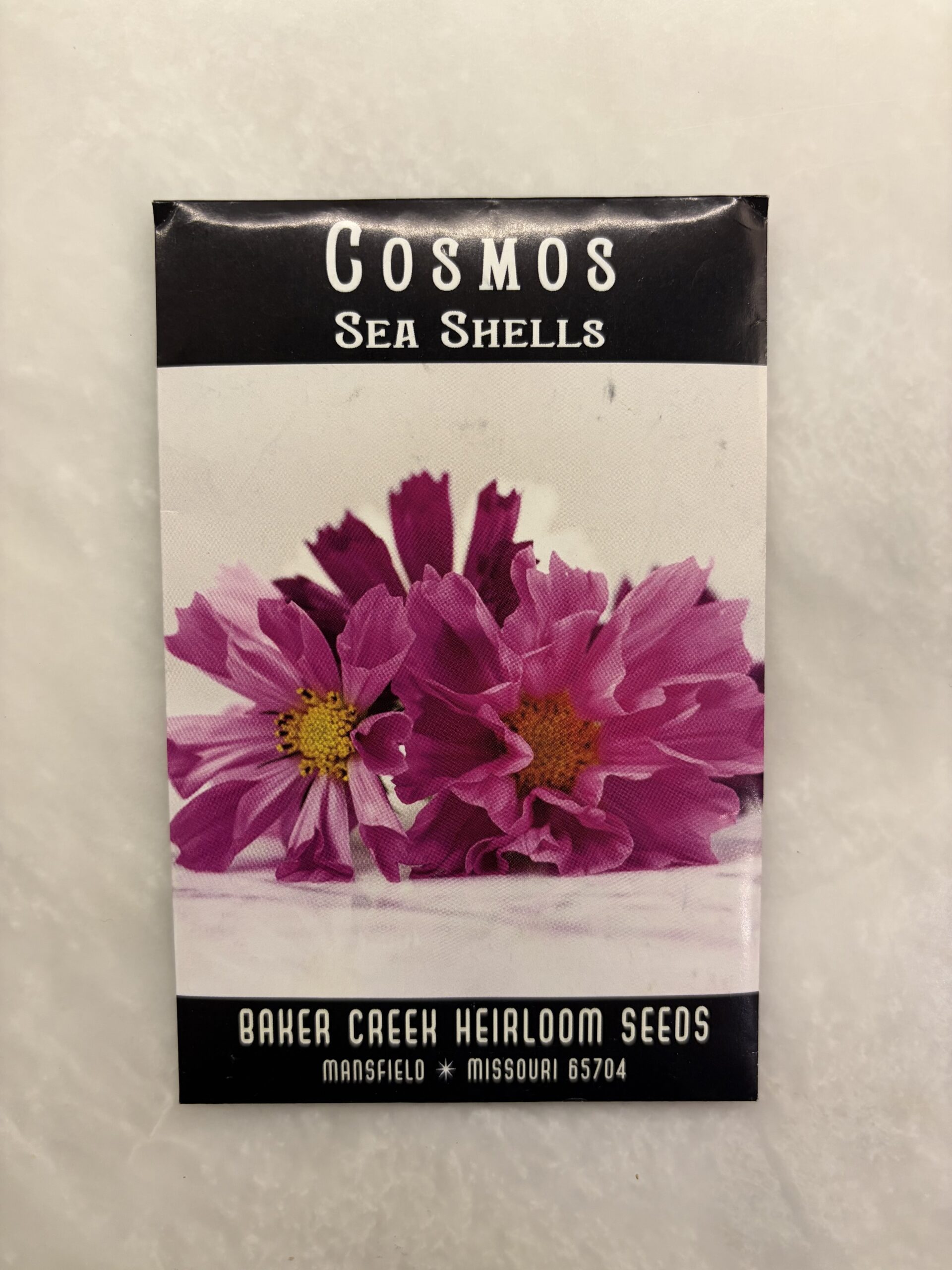 Cosmos sea shells Cosmos Sea Shells - BC - Image 1