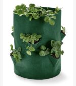 Local Roots Strawberry Growing Kit - Image 4