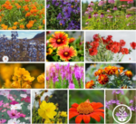 Wildflower Seed Shaker - Image 4
